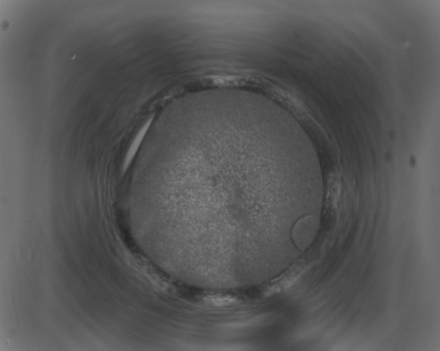 X0000086270650200704051310