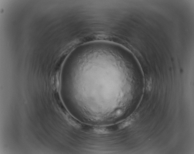 X0000086270666200704051311