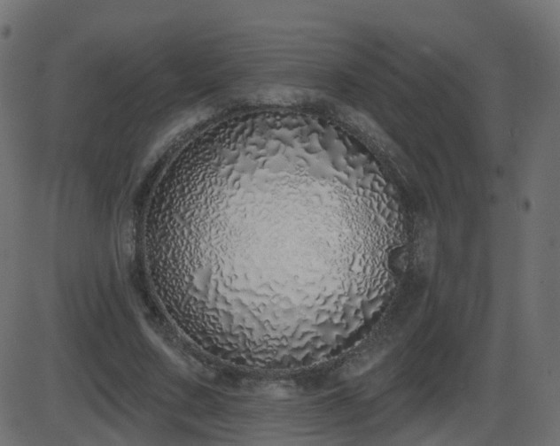 X0000086270683200704051310