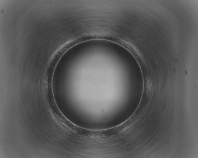 X0000086270684200704051310