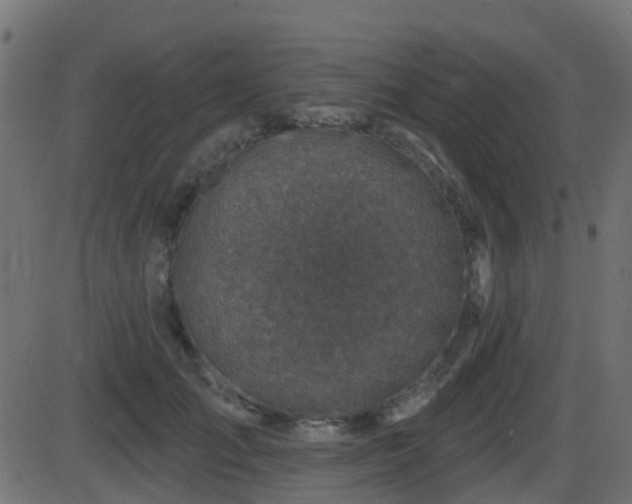 X0000086270701200704051309