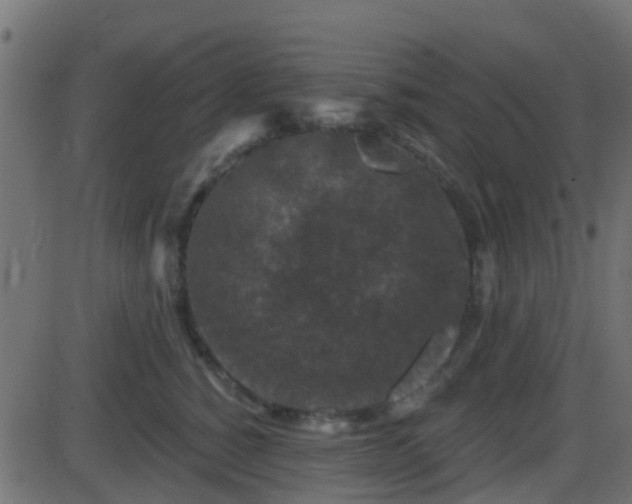 X0000086270760200704051309