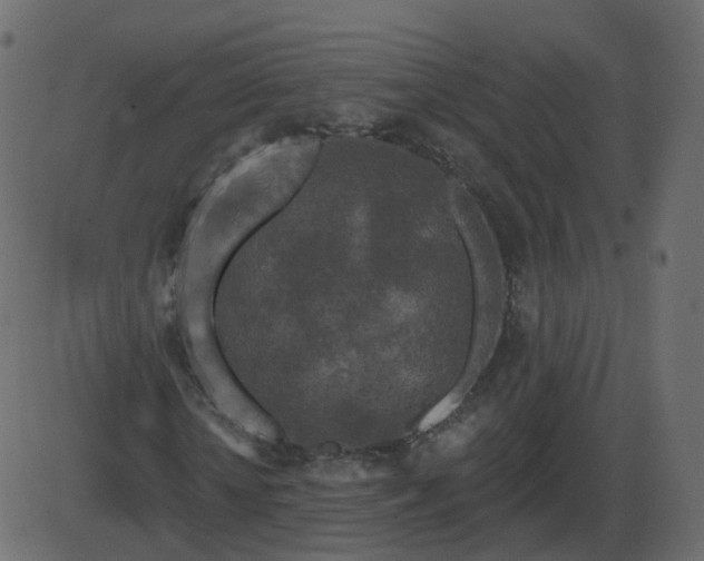 X0000086270818200704051307