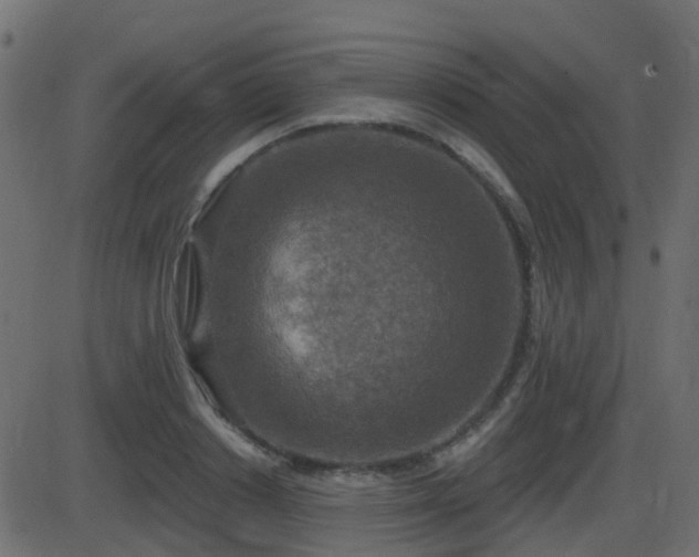 X0000086270842200704051307