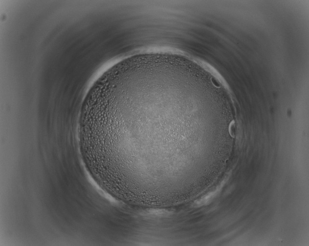 X0000086270847200704051307