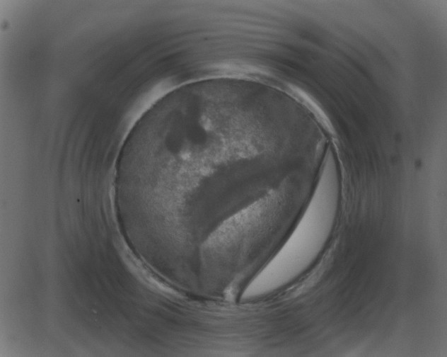 X0000086270899200704051306