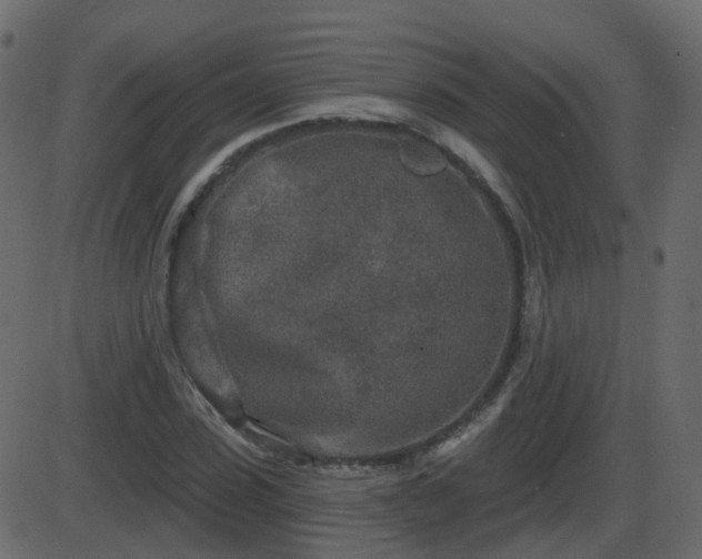 X0000086270923200704051305