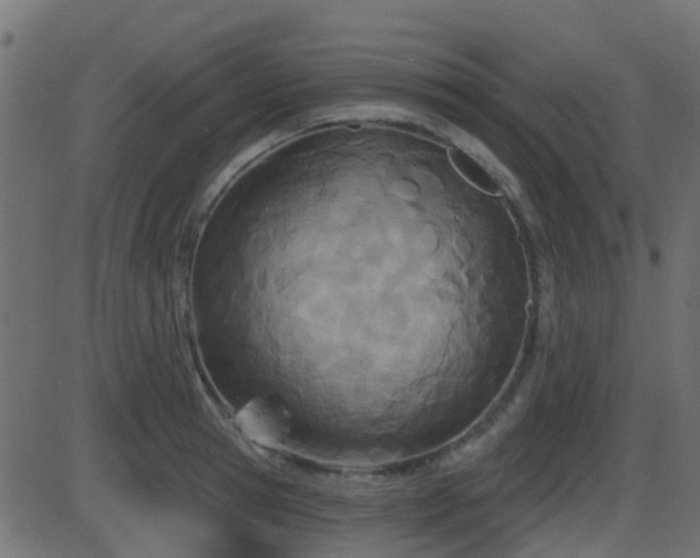 X0000086270945200704051306