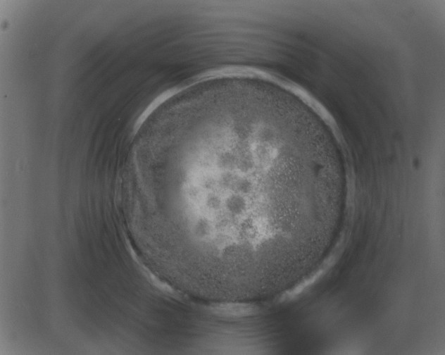 X0000086270953200704051306