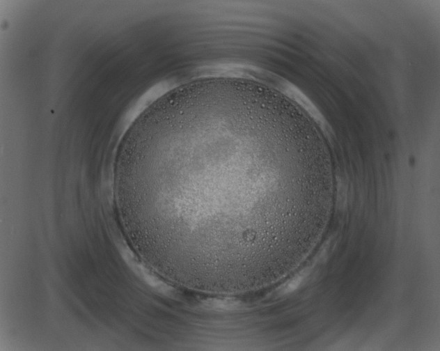 X0000086270994200704051305