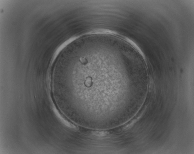 X0000086271003200704051304