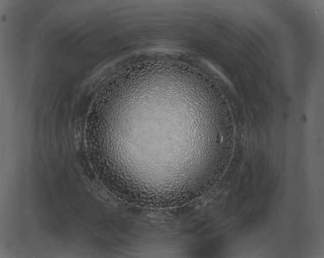 X0000086271015200704051304