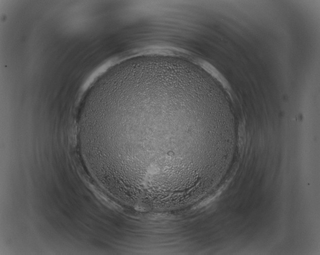 X0000086271067200704051303