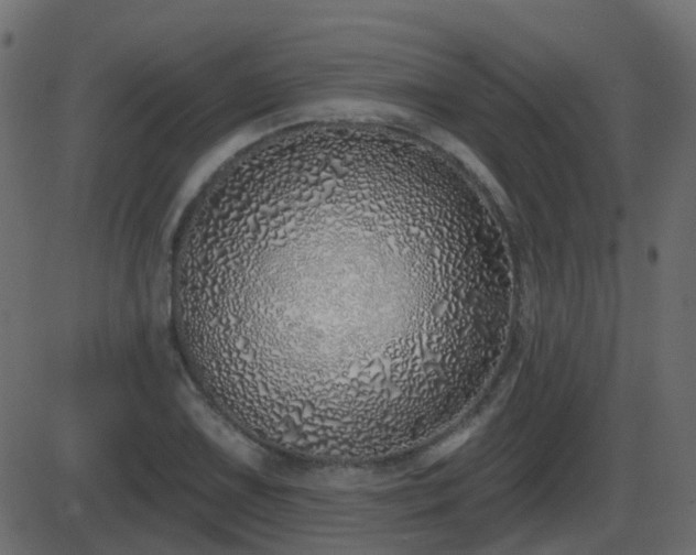 X0000086271075200704051303