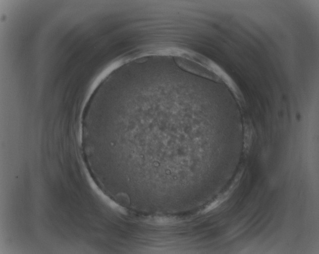 X0000086271095200704051303