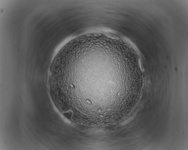 X0000086271103200704051303