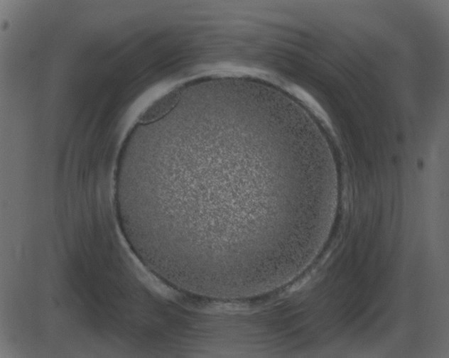 X0000086271183200704051301