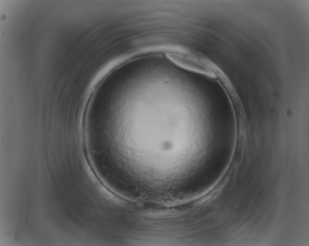 X0000086271199200704051301