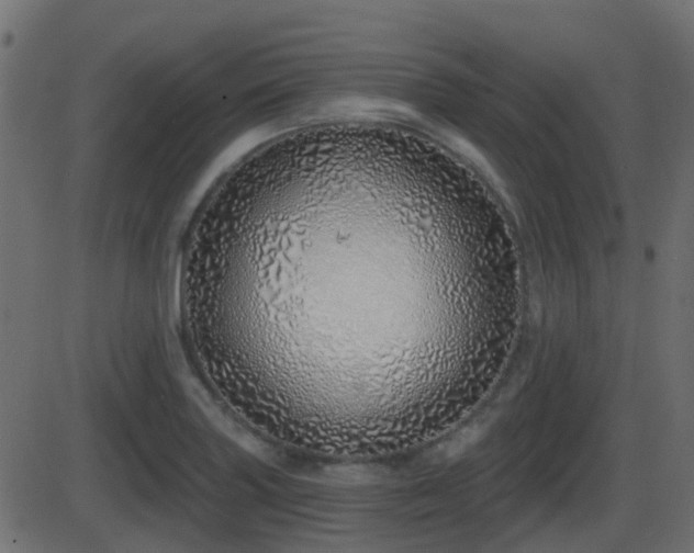 X0000086271227200704051301