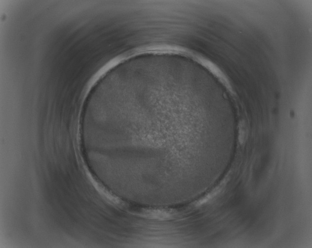 X0000086271229200704051301