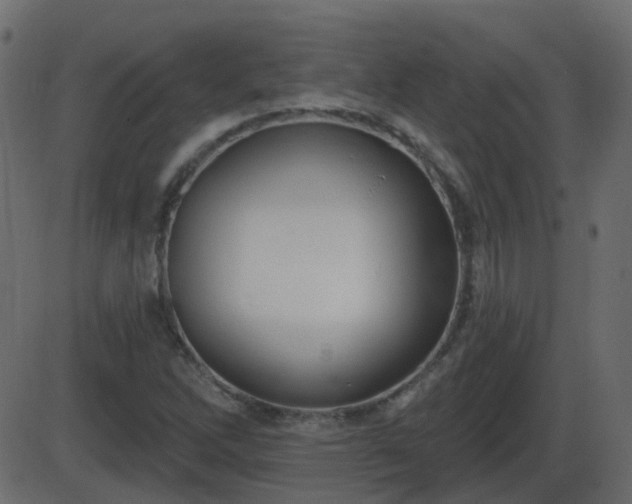 X0000086271262200704051300