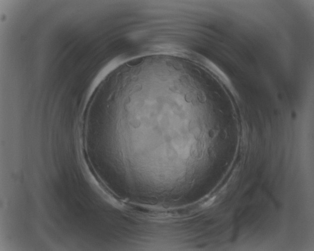 X0000086271291200704051300