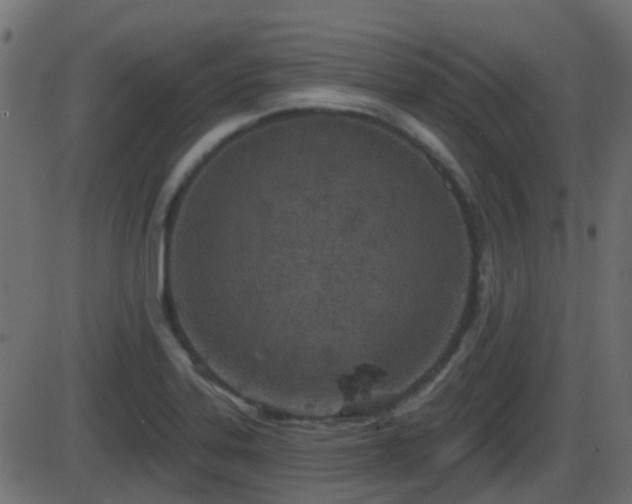 X0000086271323200704051259