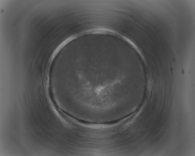 X0000086271418200704051258