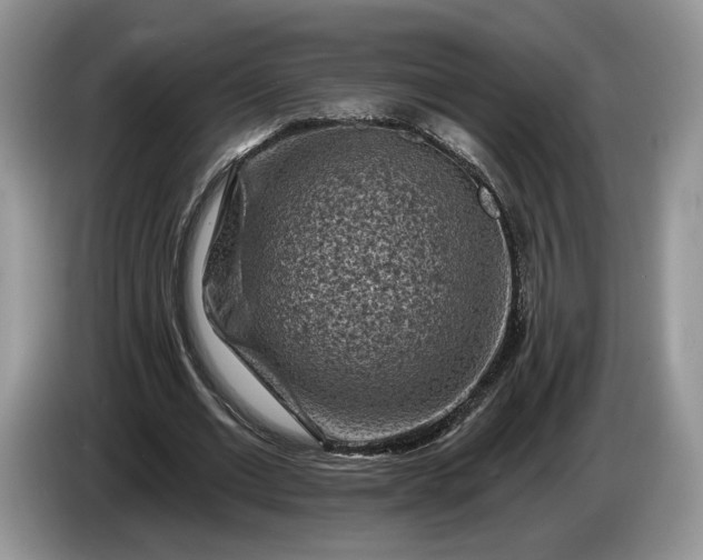 X0000086270677200704122030