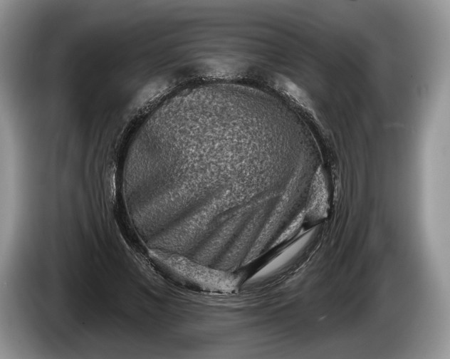 X0000086270685200704122029