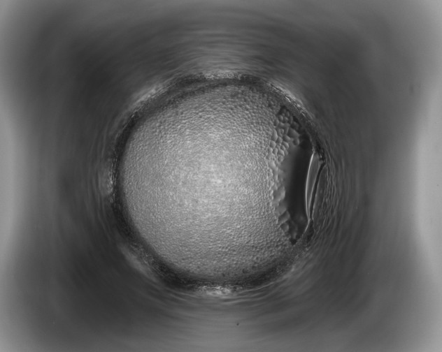 X0000086270687200704122029