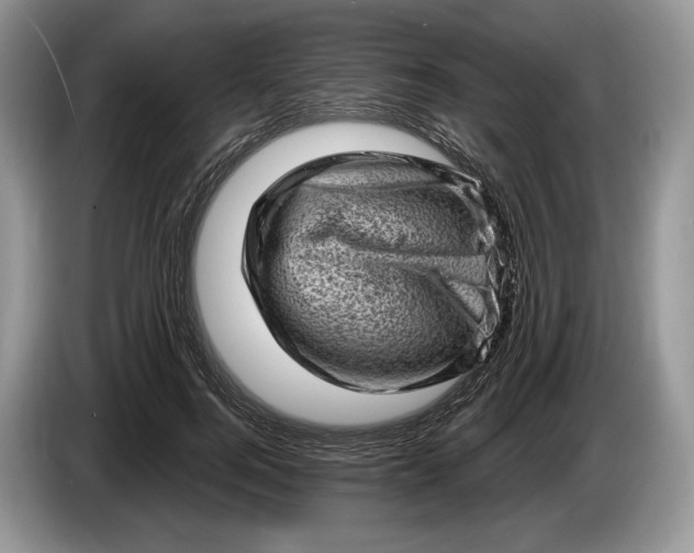 X0000086270744200704122029