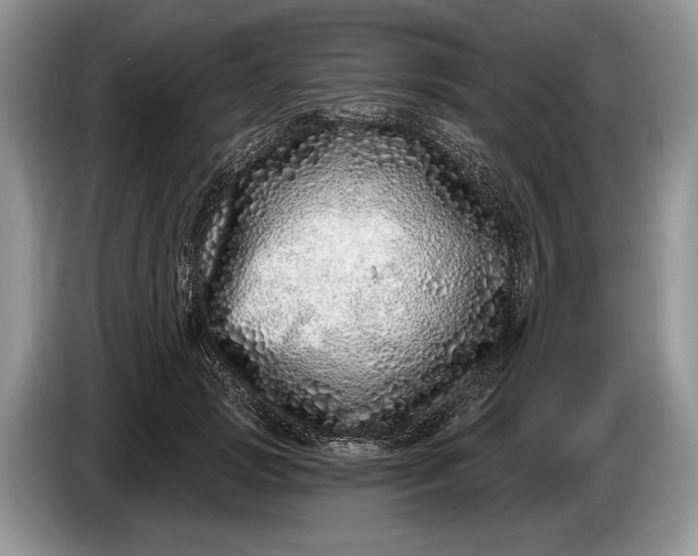 X0000086270749200704122029