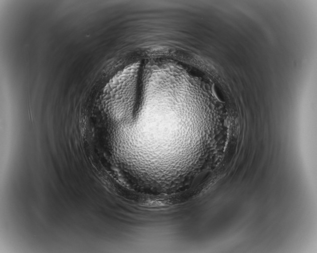 X0000086270753200704122029