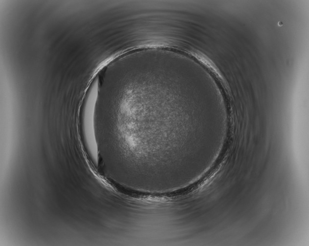 X0000086270842200704122027