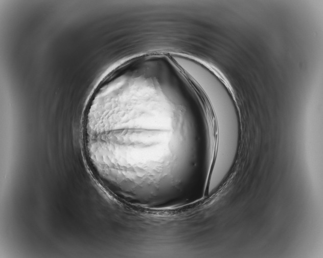 X0000086270903200704122027