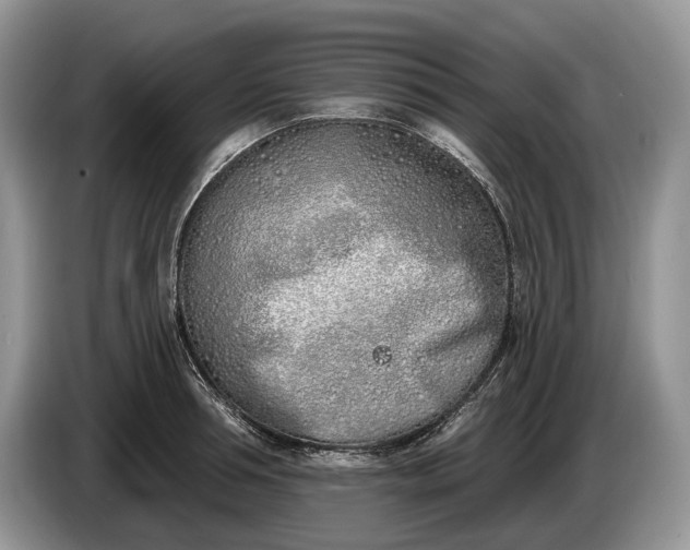 X0000086270994200704122026