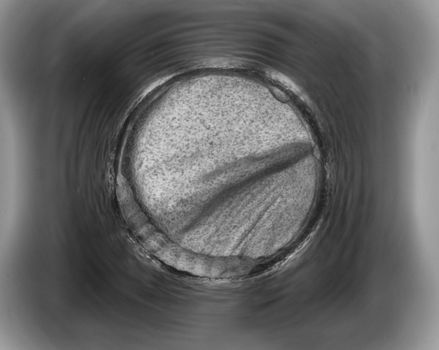 X0000086271025200704122025