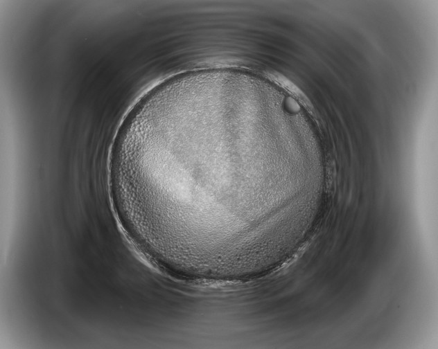 X0000086271039200704122025