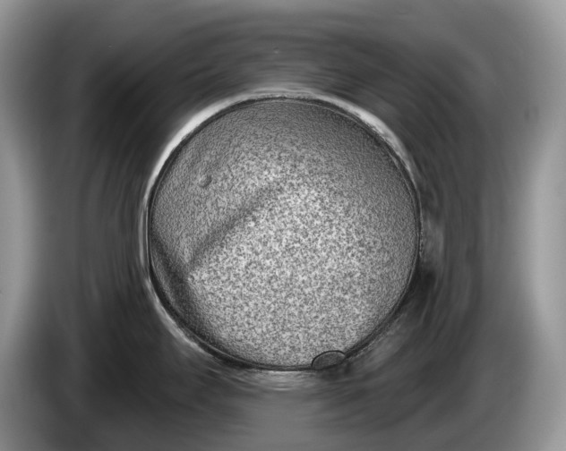 X0000086271295200704122022