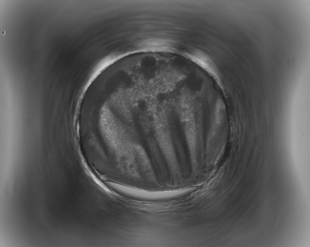 X0000086271383200704122021