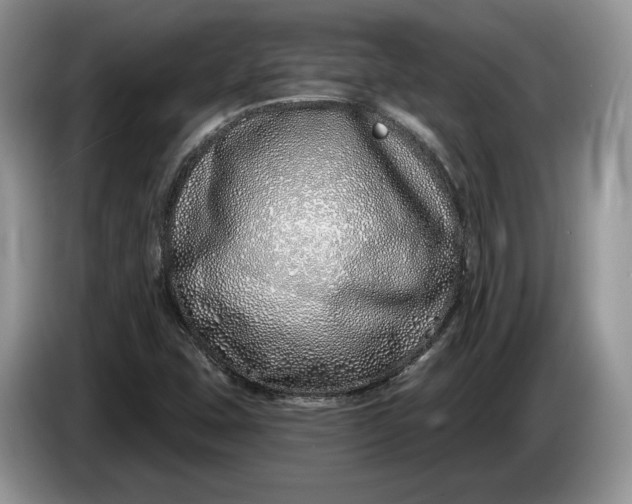 X0000086271407200704122020