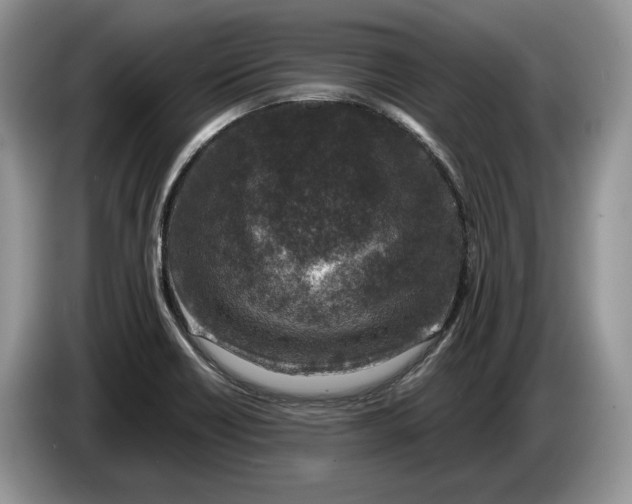 X0000086271418200704122020