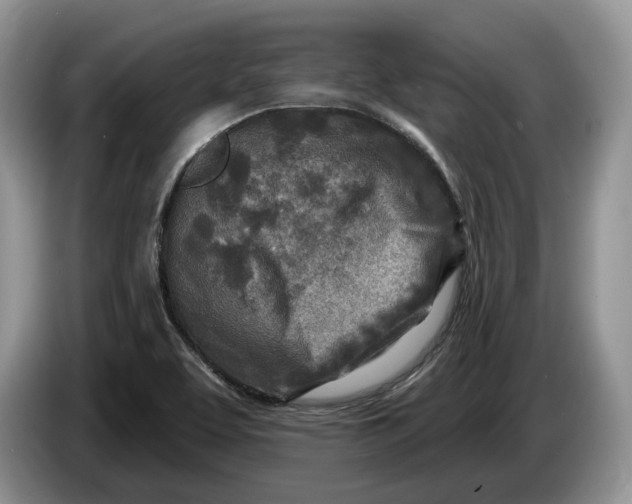 X0000086271463200704122020