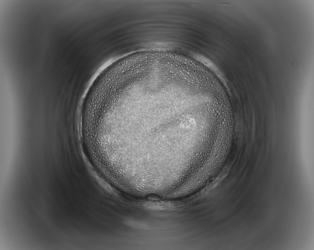 X0000086271083200704191920