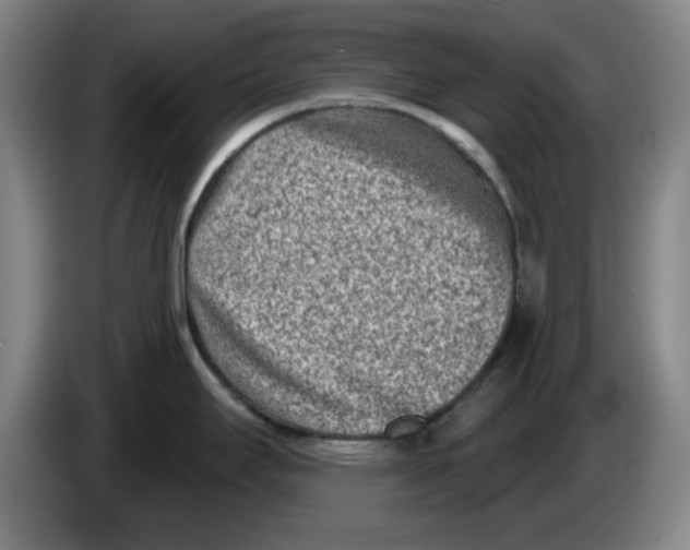 X0000086271295200704191917