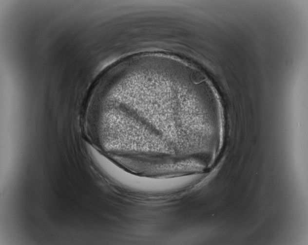 X0000086271497200704191913