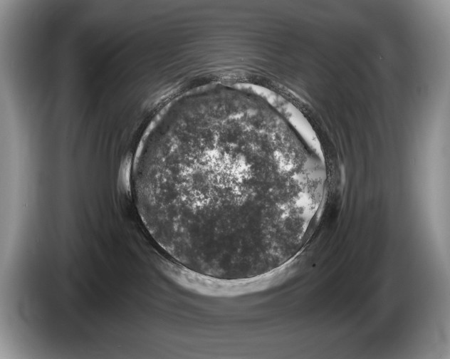 X0000086270047200704262025
