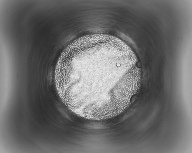 X0000086270065200704262024