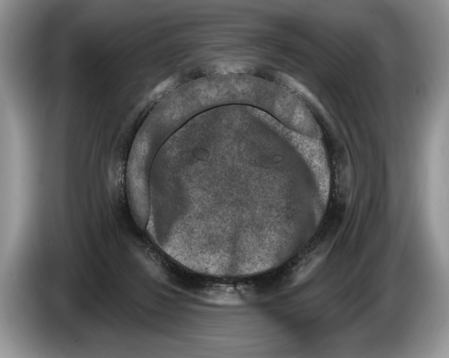 X0000086270260200704262022